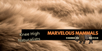 Knee High Naturalists - Marvelous Mammals