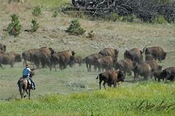 Bison Round Up