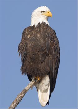 Eagle Live!