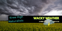 Knee High Naturalists - Wacky Weather