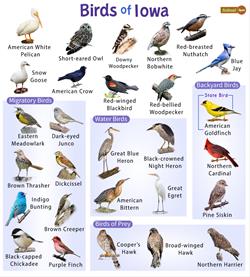 Great Backyard Bird Count- Postponed