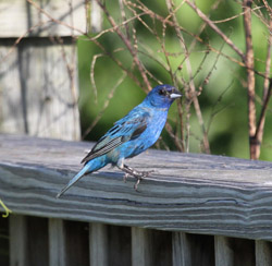 Indigo Bunting at Gazebo near Schaefer Natural Area