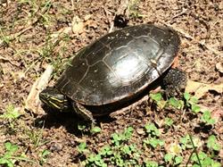 Fuzzy, Furry, Slimy, Scaly