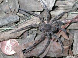 Nature Adventures for Homeschoolers -  Insects vs Arachnids