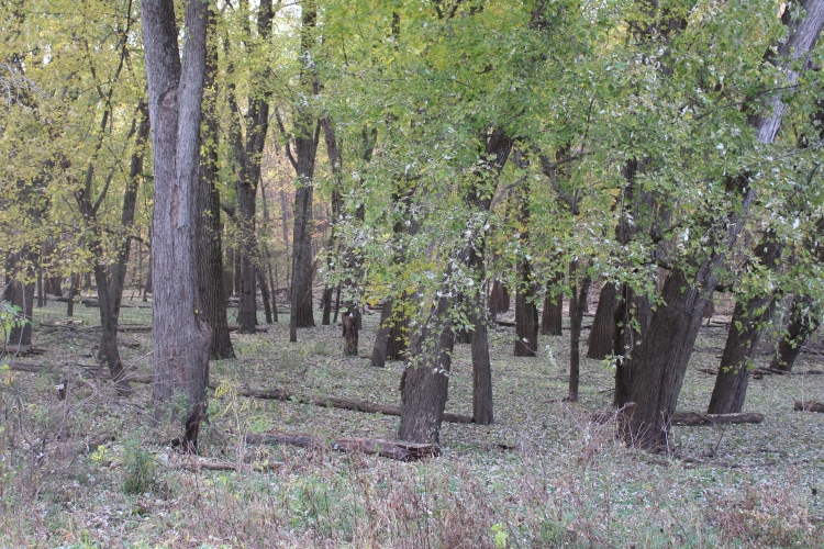 Bottomland Woodlands