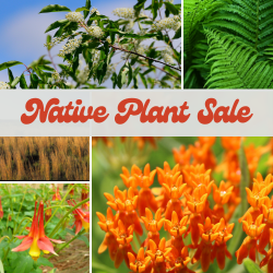 Native Plant Sale