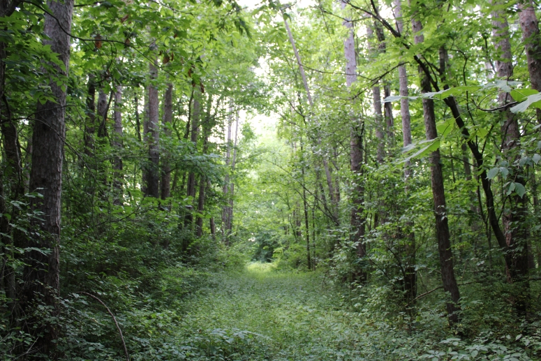Overgrown path