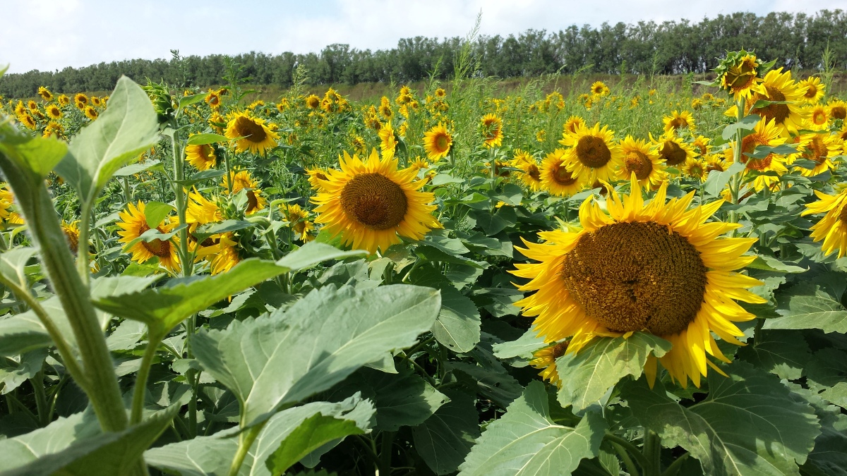 Swalve Wildlife Management Area