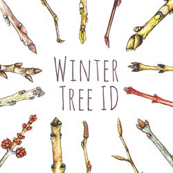 Winter Tree ID (Option 2: Saturday, Feb 28)