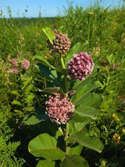 Milkweeds And Monarch Butterflies