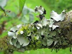 Lichen Walk