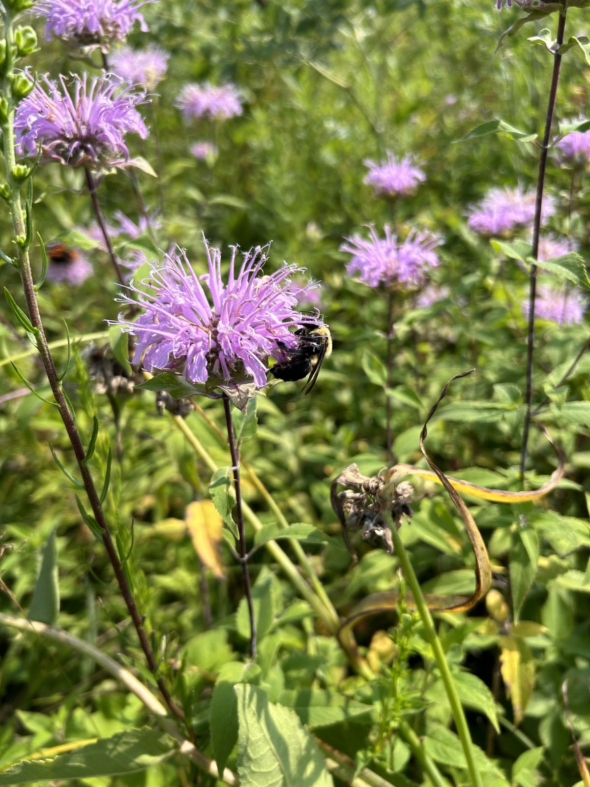 Bryantsburg Prairie Preserve - Wild Bergamot (Monarda fistulosa)