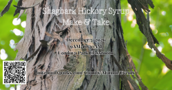 Shagbark Hickory Syrup- Make & Take