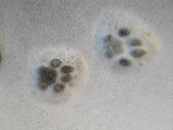 Animal Tracks & Scat Discovery