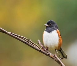 O.W.L.S. - Older Wiser Livelier Seniors - Jesse Ellis - INTRODUCTORY BIRDING HIKE