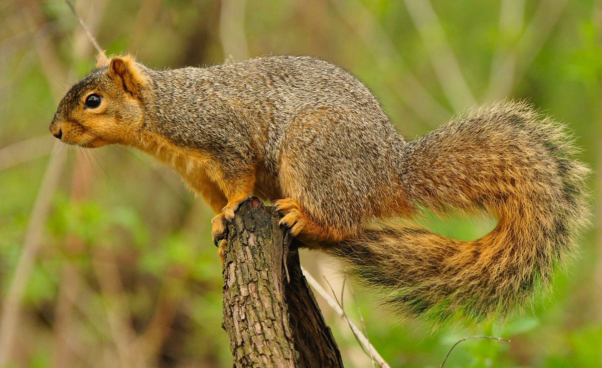 Heise Wildlife Management Area