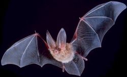 Homeschool Science Lab "Bat Science"