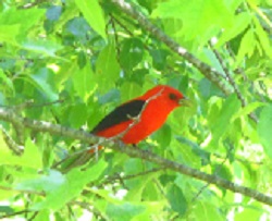 Bird Walk with Wendy, Part 2