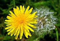 Dandelion Delights