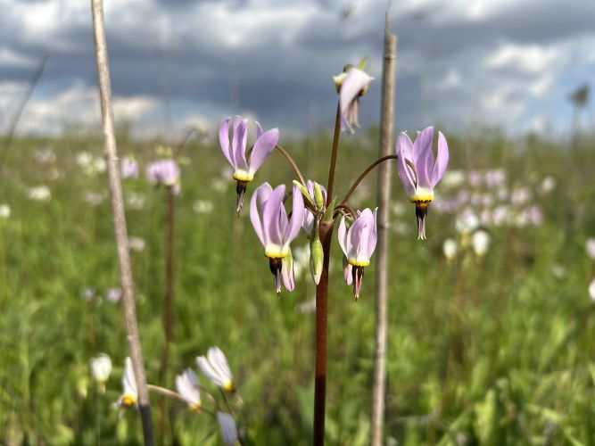 Bryantsburg Prairie Preserve - Midland Shooting Star (Dodecatheon meadia)