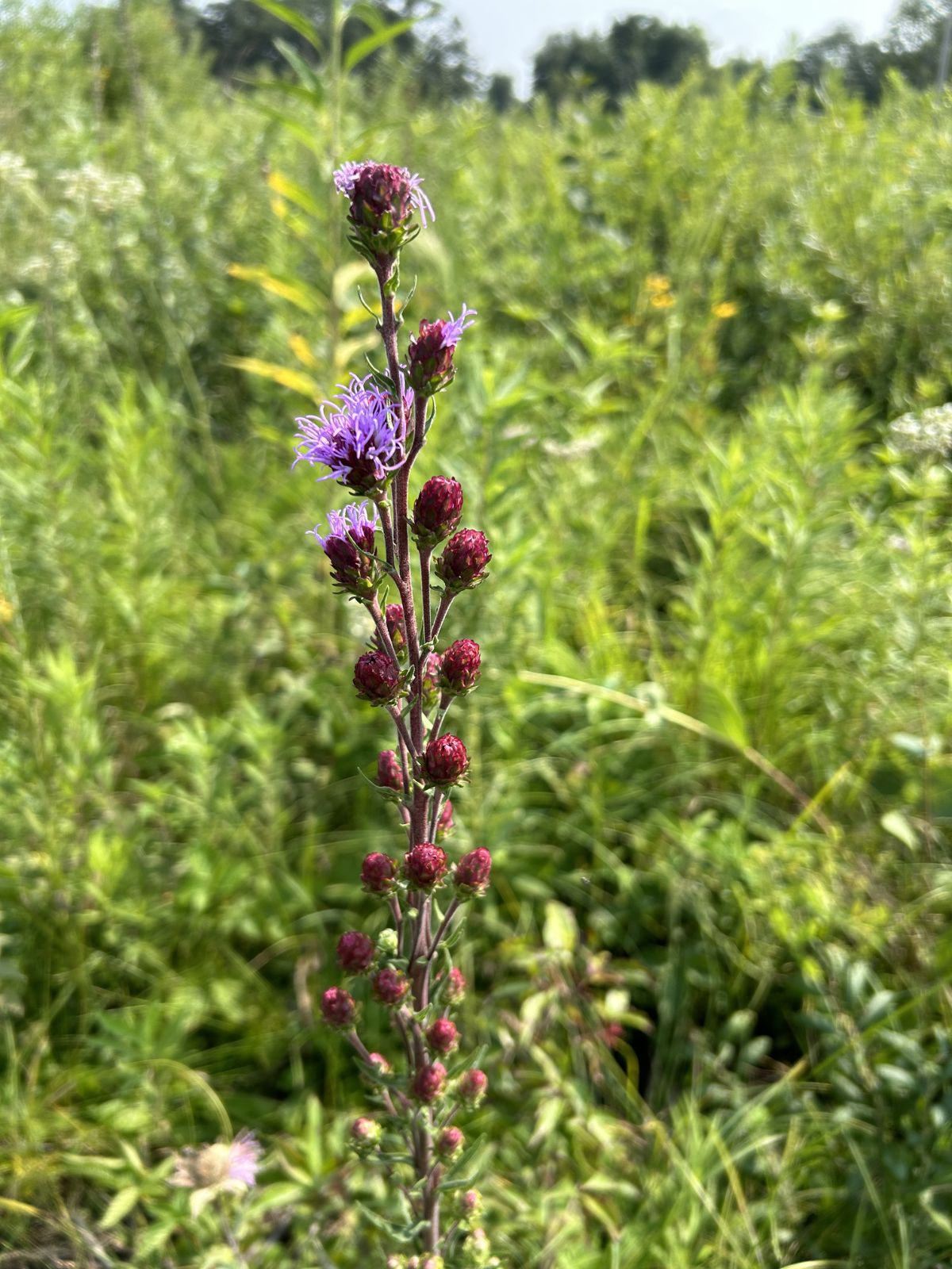 Bryantsburg Prairie Preserve - Meadow Blazing Star (Liatris ligulistylis)