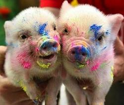 Nature Story Hour - Pig Pizzaz