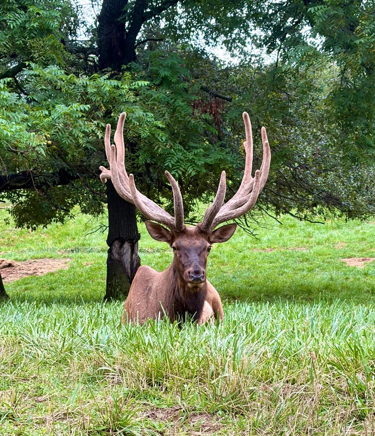 Bull Elk