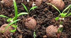 Homeschool Discovery Days - Seeds on the Move - Prairie Hike & Seed Balls