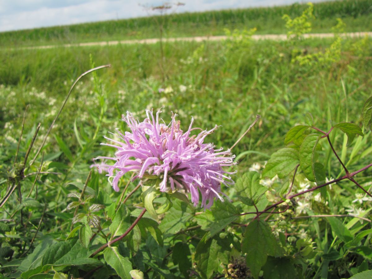 Jerico Bee Balm