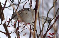 Home-Made Bird Feeders