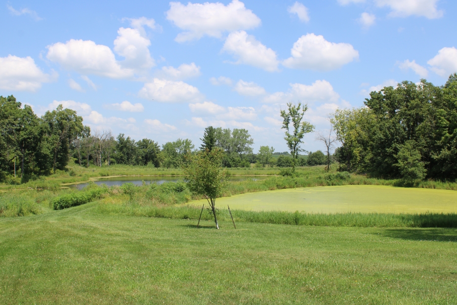 Zillman ponds