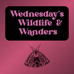 Wednesday's Wildlife & Wanders - Moths!