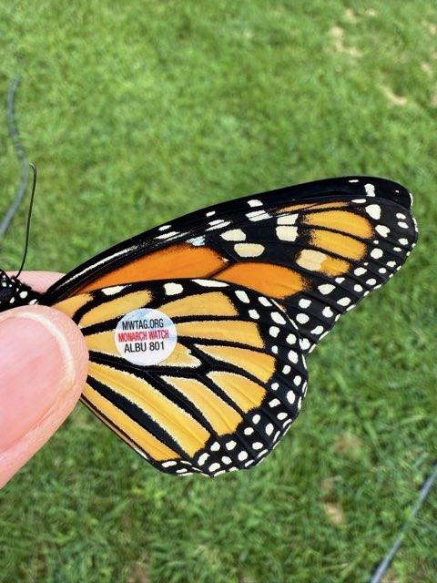 Monarch Butterfly Tagging