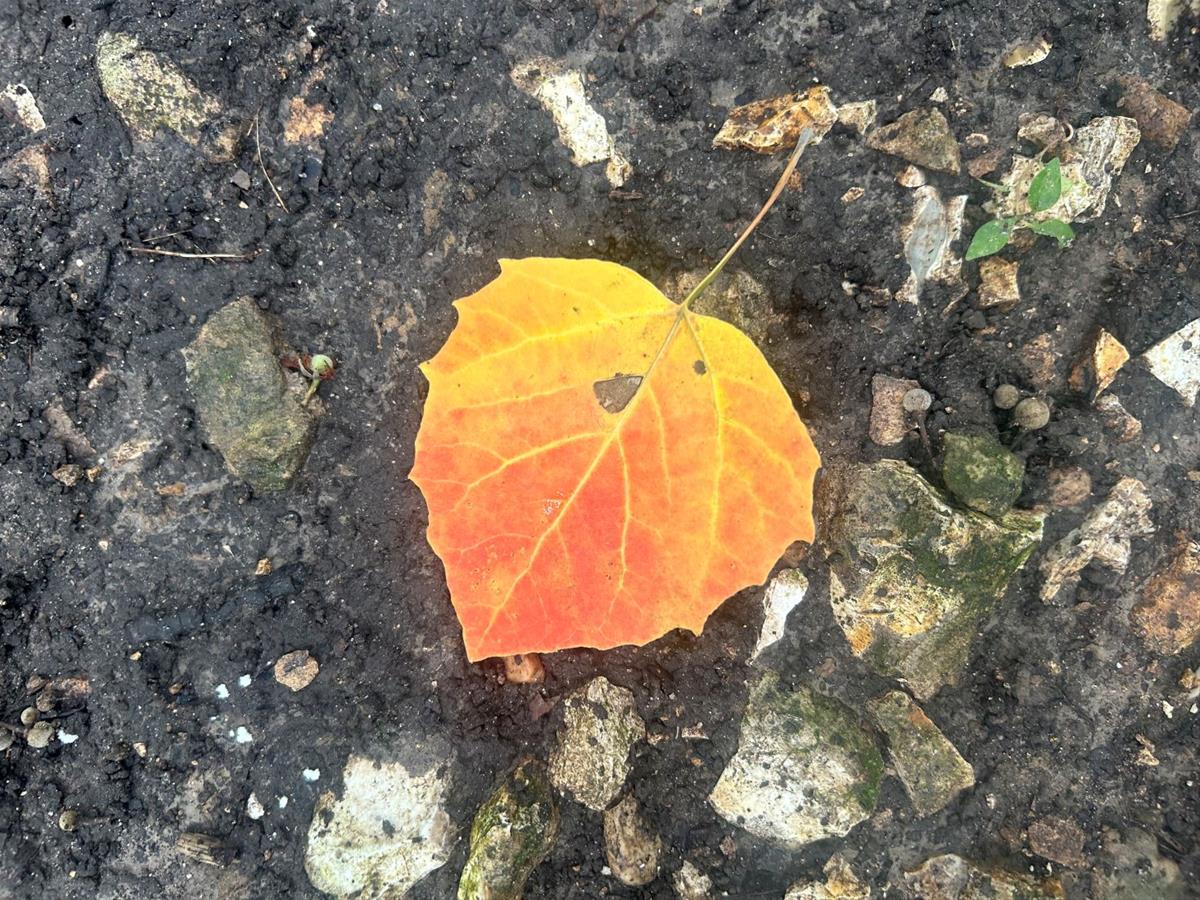 Turtle Creek Wildlife Area