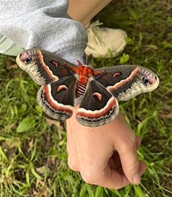 All About Bugs Camp! (ages 8-12)