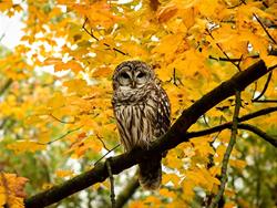 Brown Bag Bunch - Owl & Nightjar Monitoring In Iowa