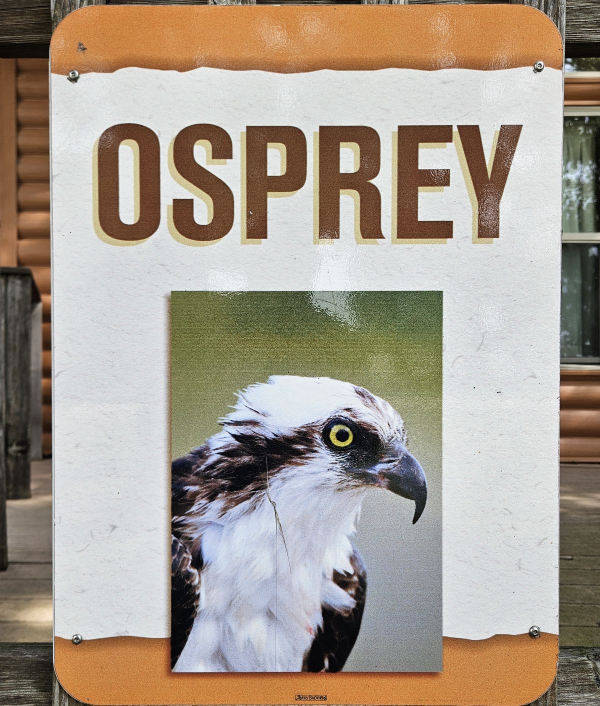 Osprey
