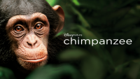 Nature Documentary "Chimpanzees"