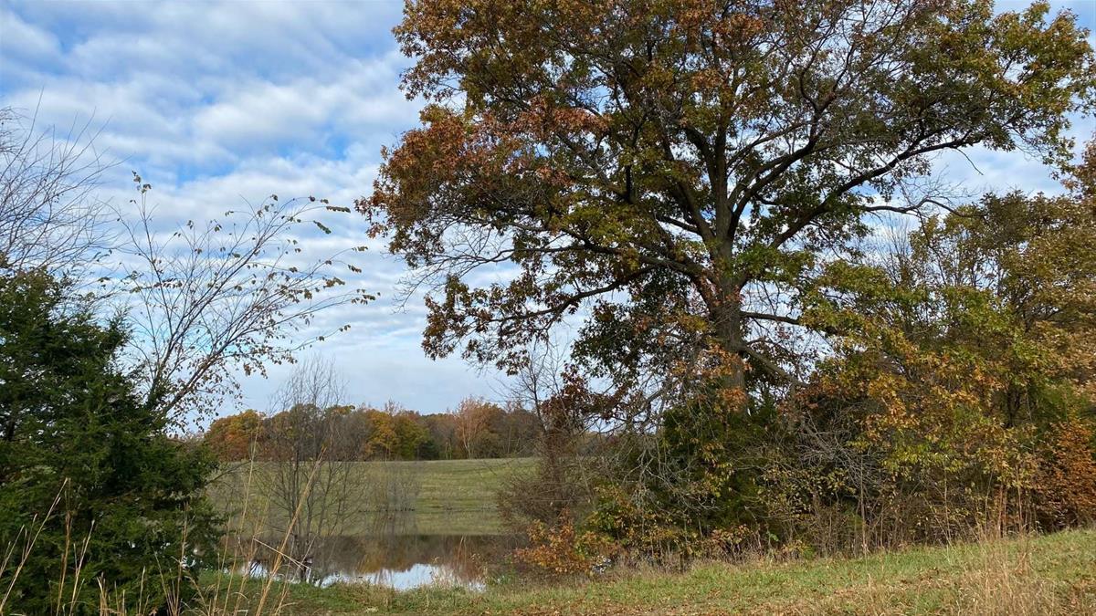 Fall trees aby pond