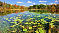 Pond Exploration