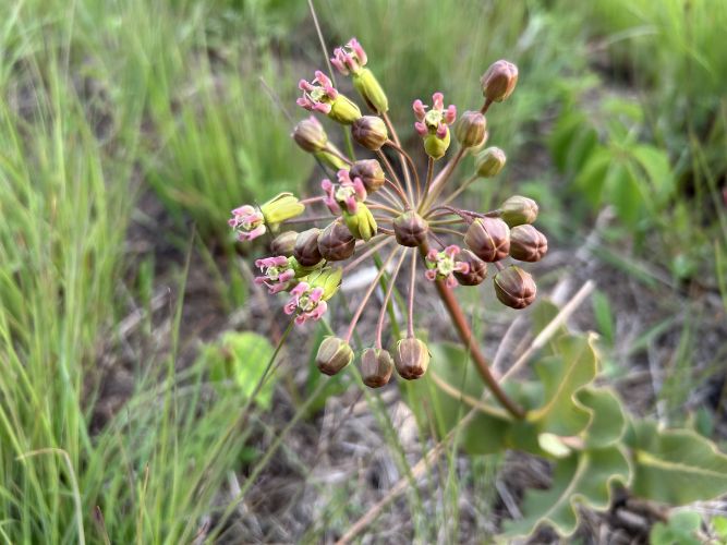 Bearbower Sand Prairie - Clasping Milkweed (Asclepias amplexicaulis)