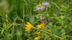 Monarch Tagging