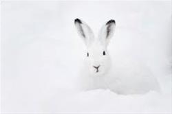 Nature Story Hour - Winter Camouflage