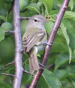 Bells Vireo found along Cedar Valley Nature Trail