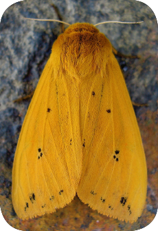 Moth Night