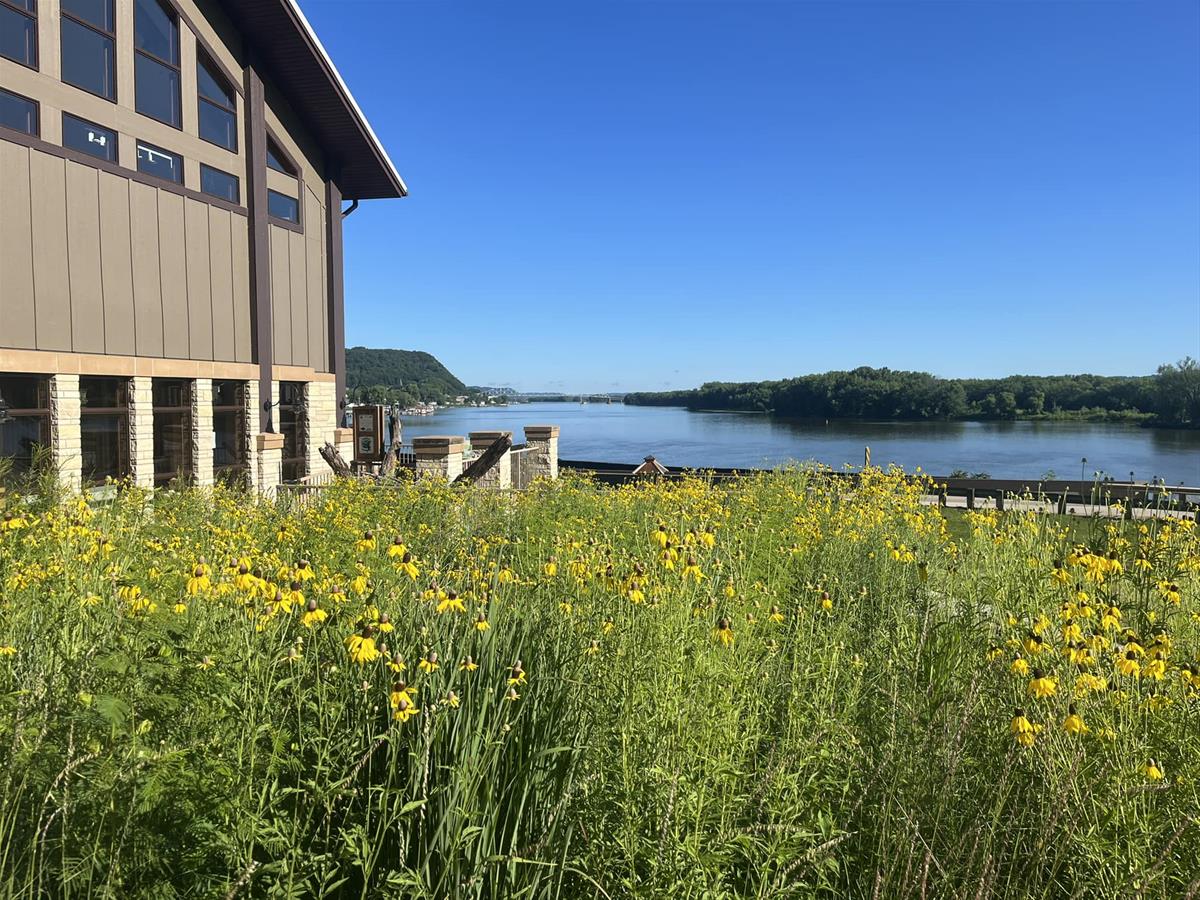 Driftless Center pocket prairie