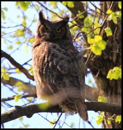 Brown Bag Bunch - Discover Iowa's Owls