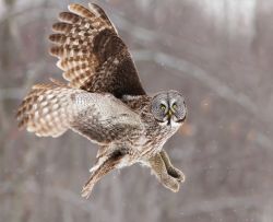 Science for Squirts: Owl Prowl by Day