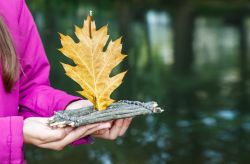 Teen Creek Stomping