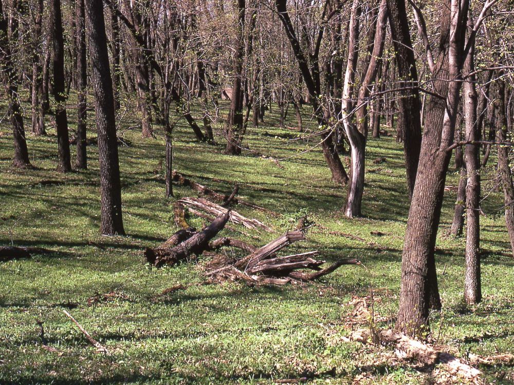 Wickersham West